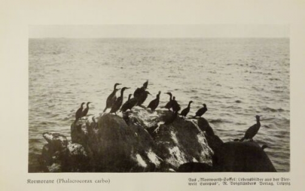 1926 - Kormorane / Heringsmöwe, Lachmöwe - alter Druck